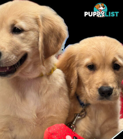 6 purebred beautiful Golden Retriever puppies unconditional love!