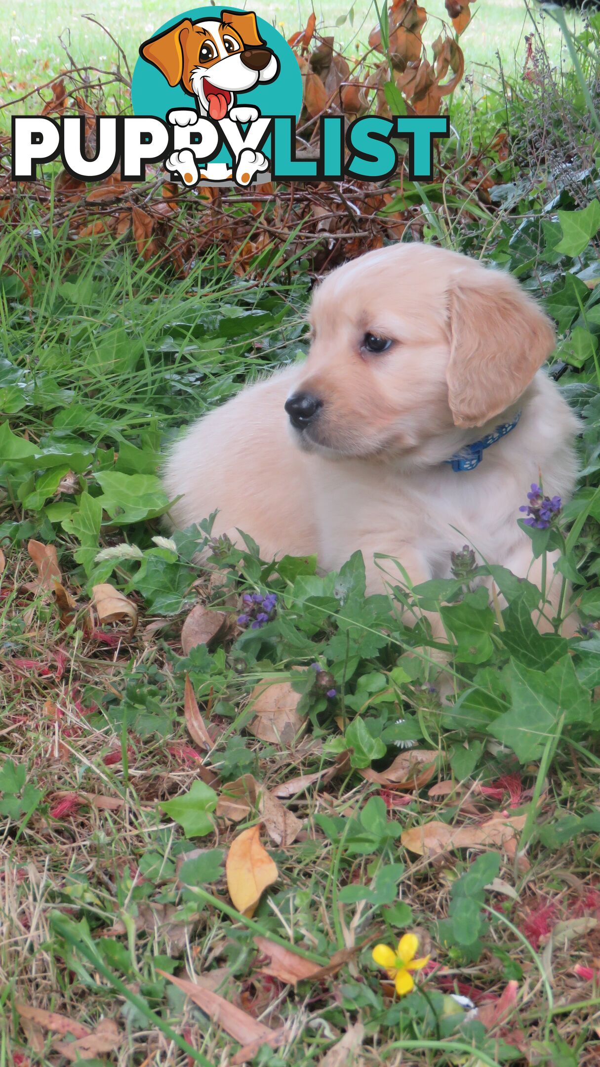 7 beautiful Golden Retriever puppies unconditional love!