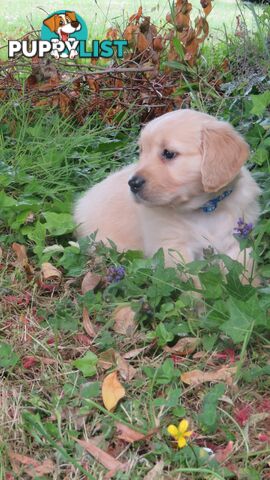 7 beautiful Golden Retriever puppies unconditional love!