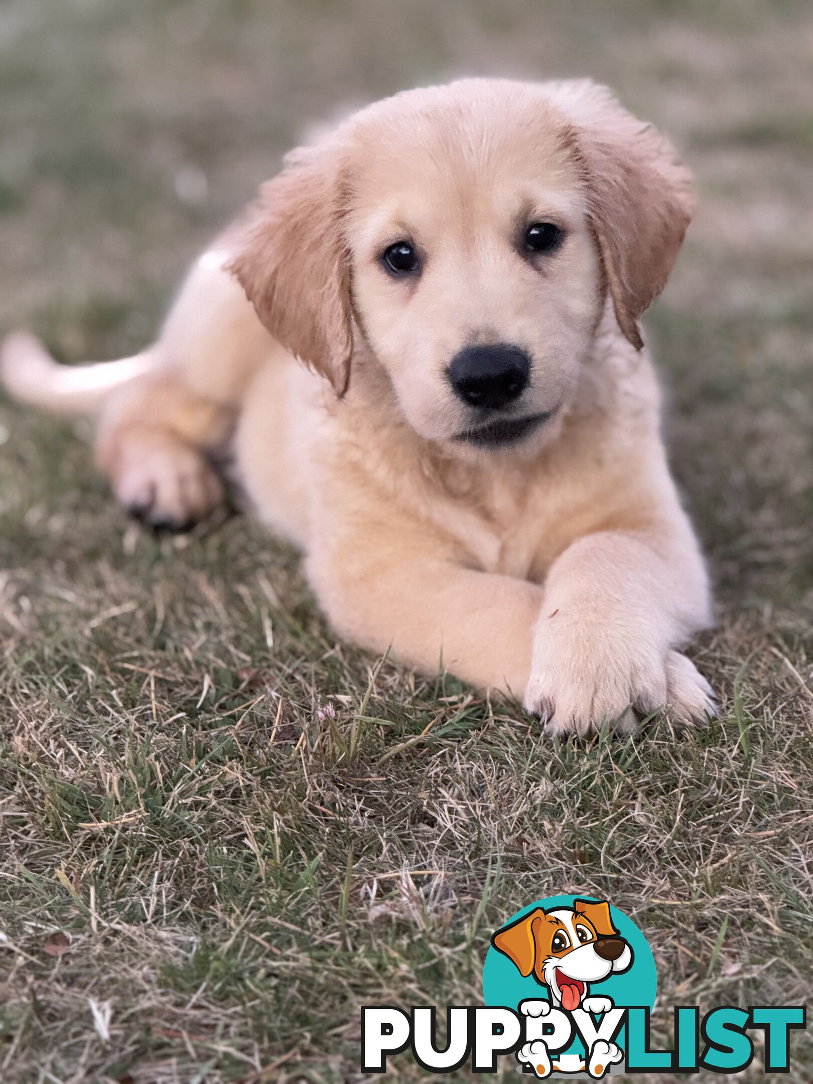 6 purebred beautiful Golden Retriever puppies unconditional love!