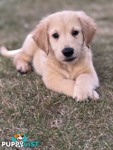 6 purebred beautiful Golden Retriever puppies unconditional love!