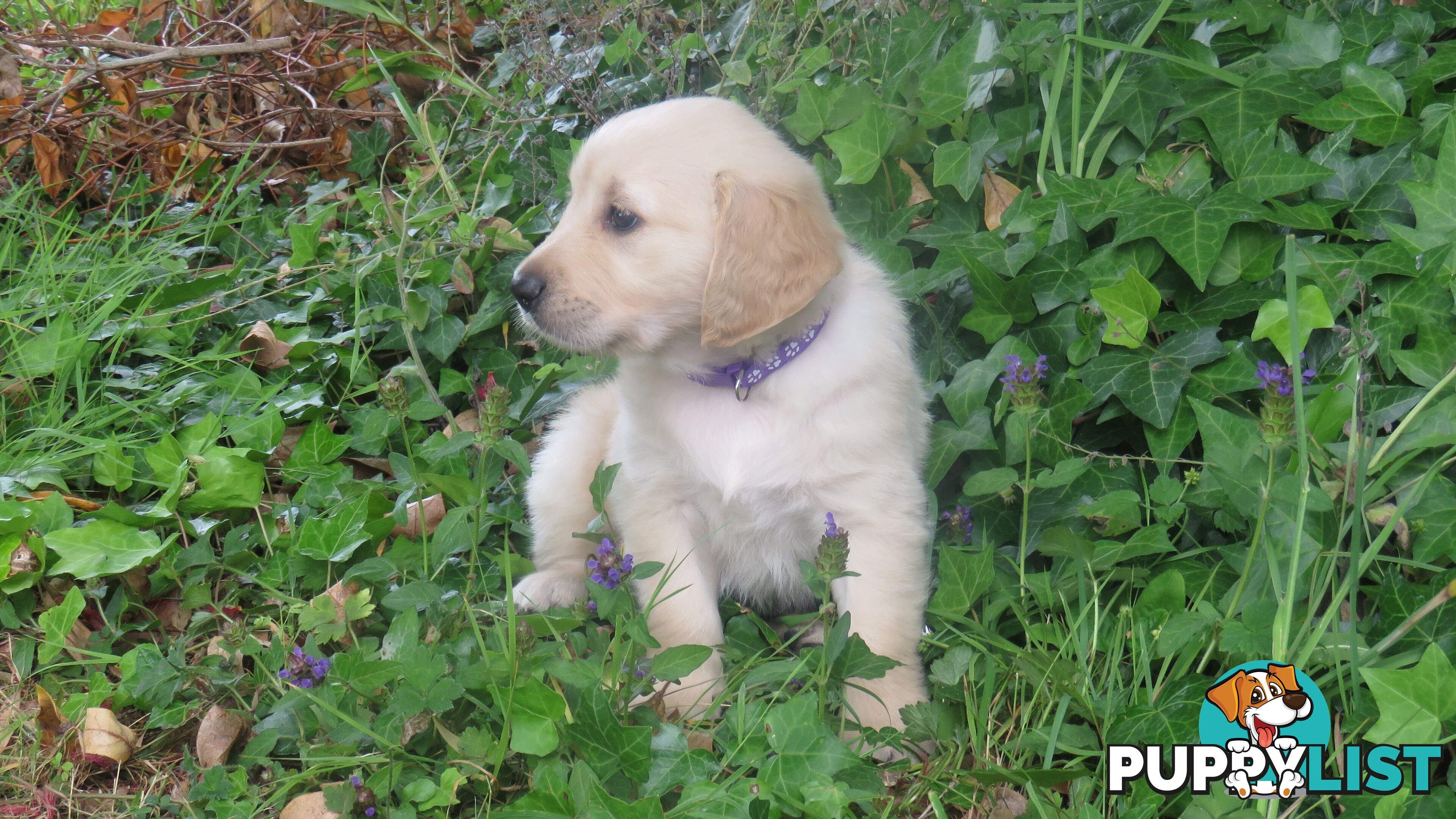 7 beautiful Golden Retriever puppies unconditional love!