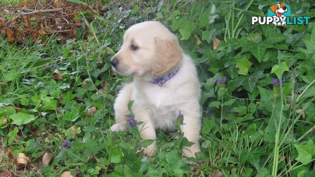 7 beautiful Golden Retriever puppies unconditional love!