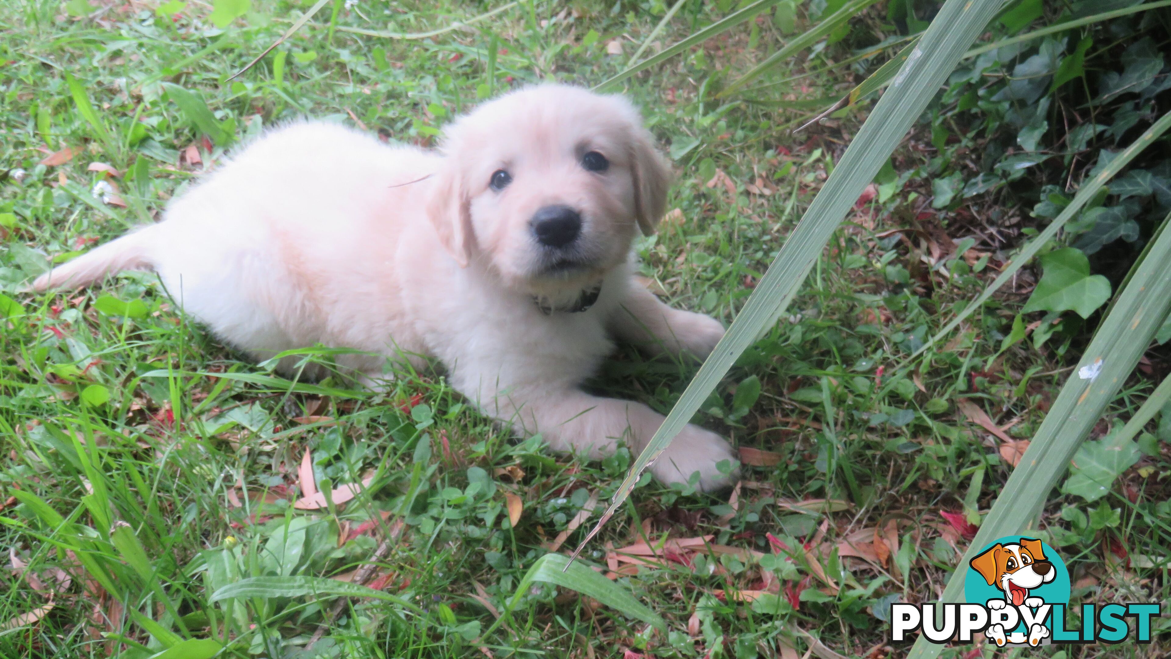 7 beautiful Golden Retriever puppies unconditional love!