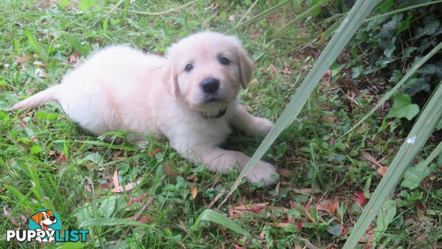 7 beautiful Golden Retriever puppies unconditional love!