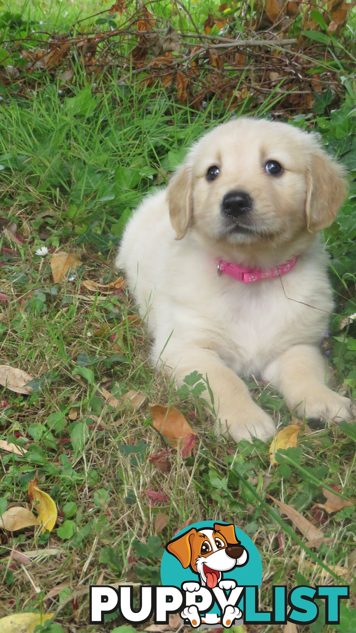 7 beautiful Golden Retriever puppies unconditional love!