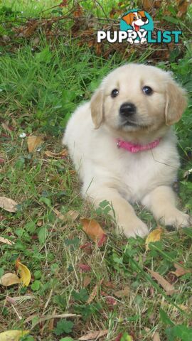 7 beautiful Golden Retriever puppies unconditional love!