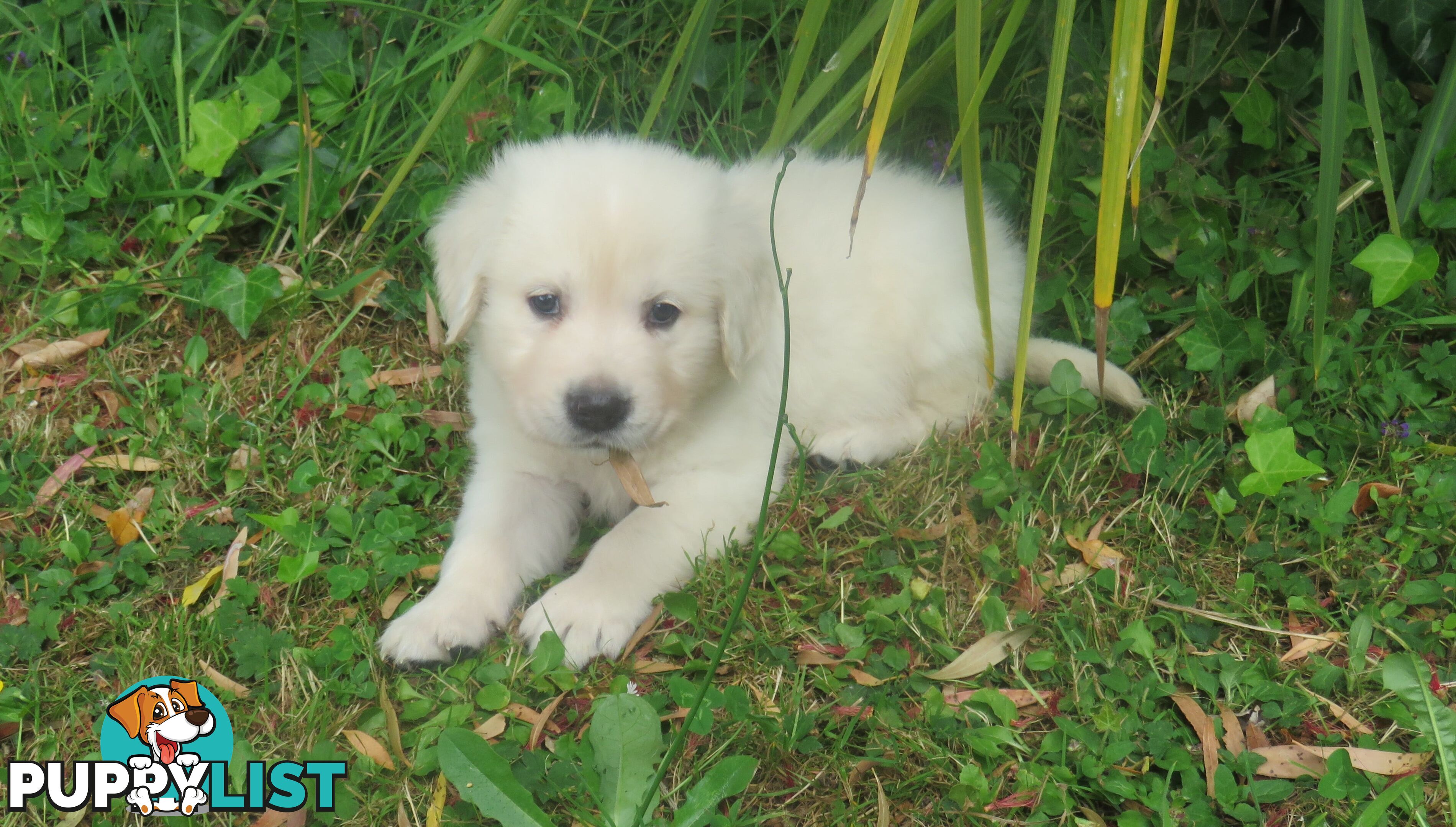 7 beautiful Golden Retriever puppies unconditional love!