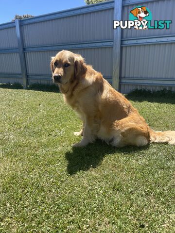 7 beautiful Golden Retriever puppies unconditional love!