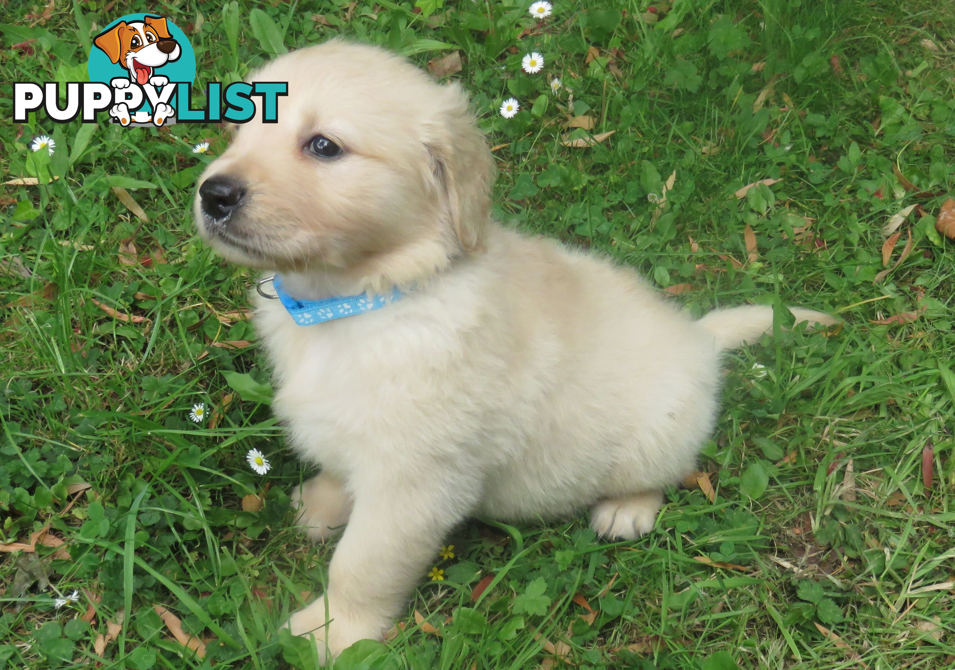 7 beautiful Golden Retriever puppies unconditional love!