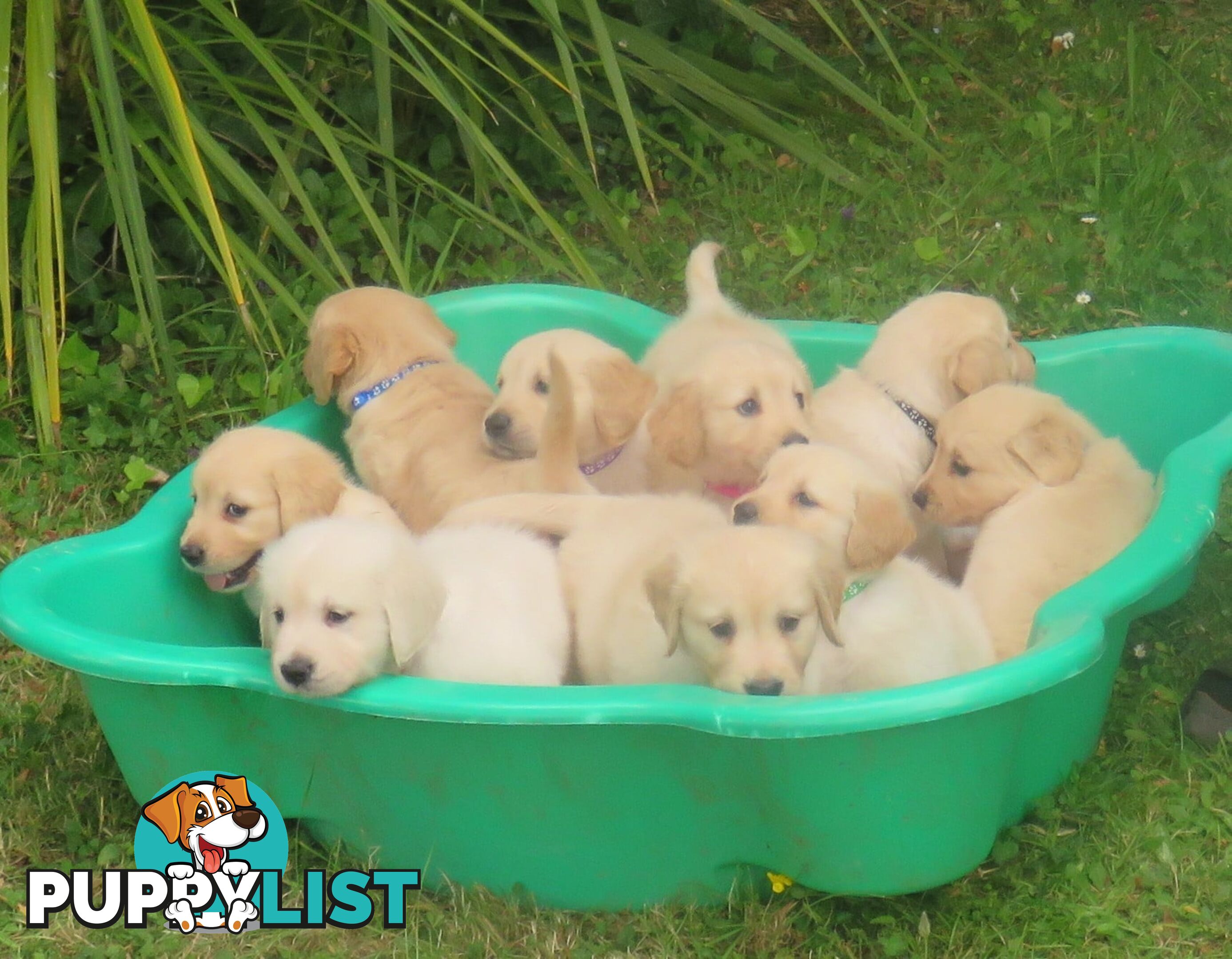 7 beautiful Golden Retriever puppies unconditional love!