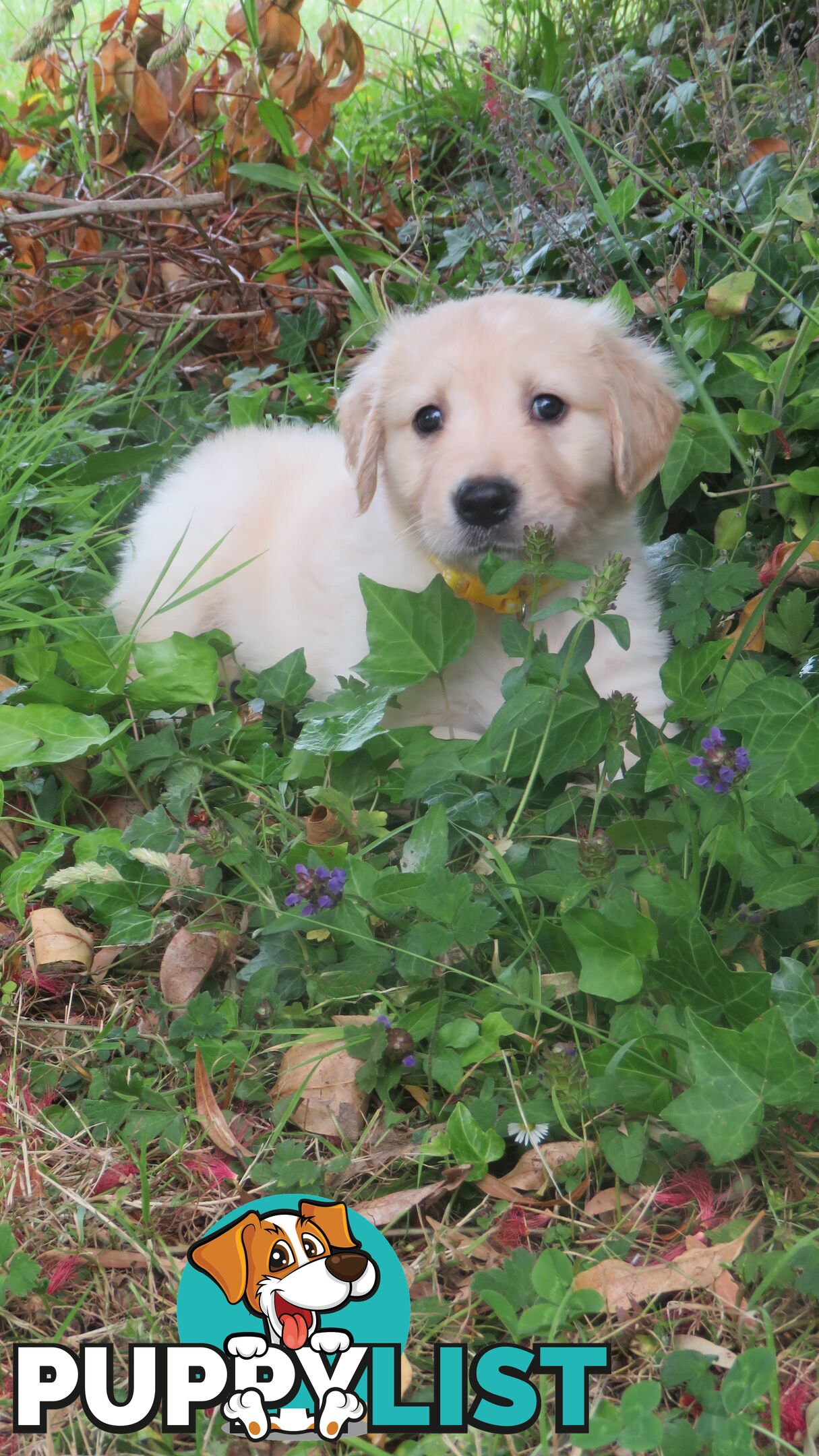 7 beautiful Golden Retriever puppies unconditional love!