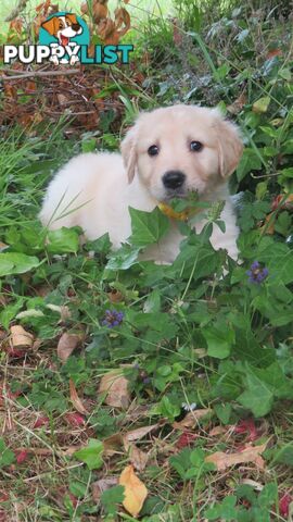 7 beautiful Golden Retriever puppies unconditional love!