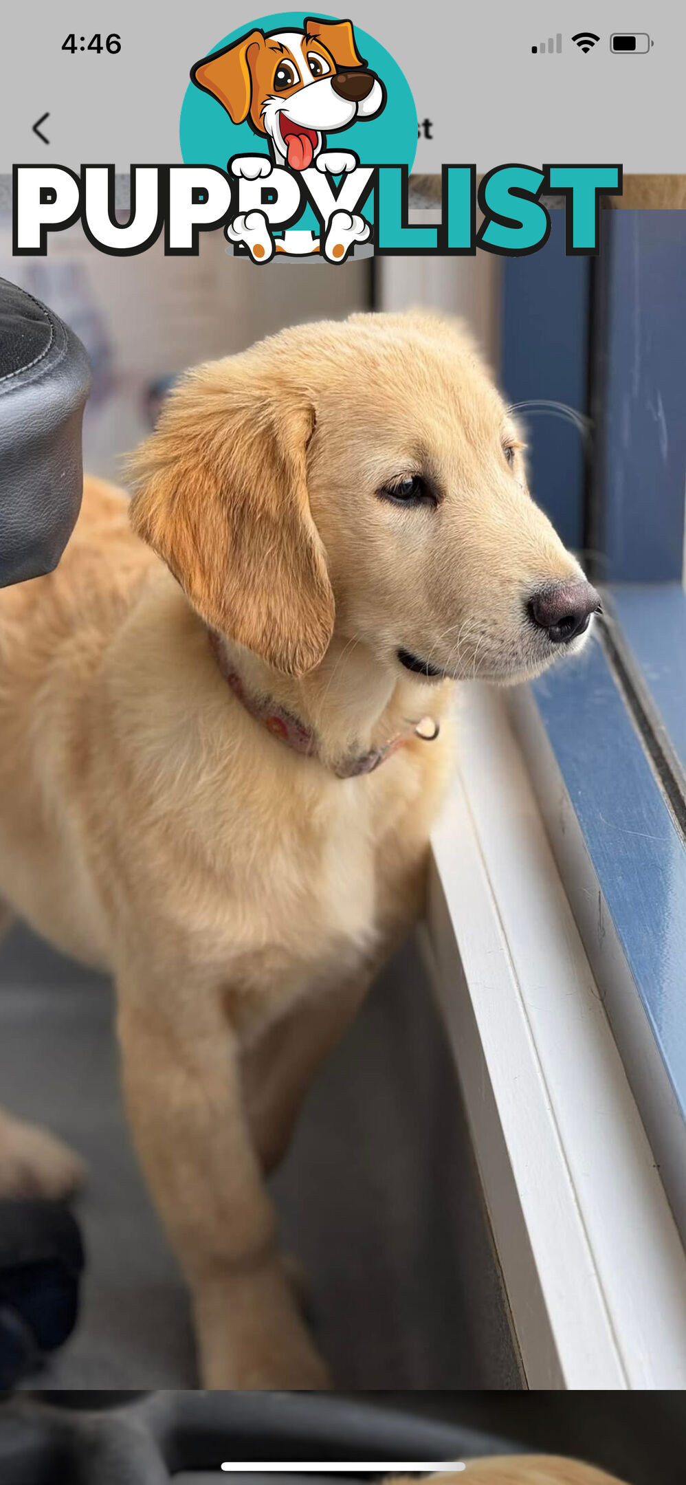 Purebred golden retriever puppies!