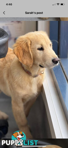 Purebred golden retriever puppies!