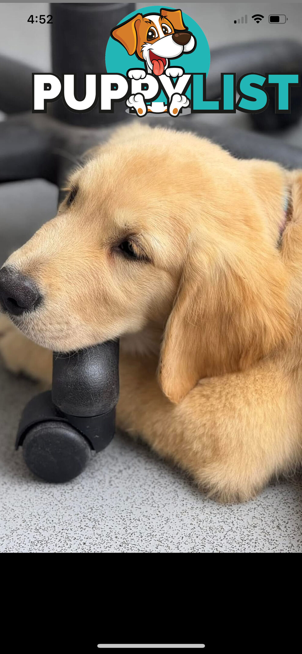 Purebred golden retriever puppies!