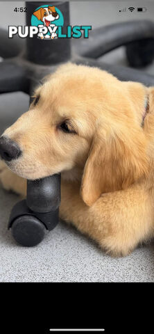 Purebred golden retriever puppies!