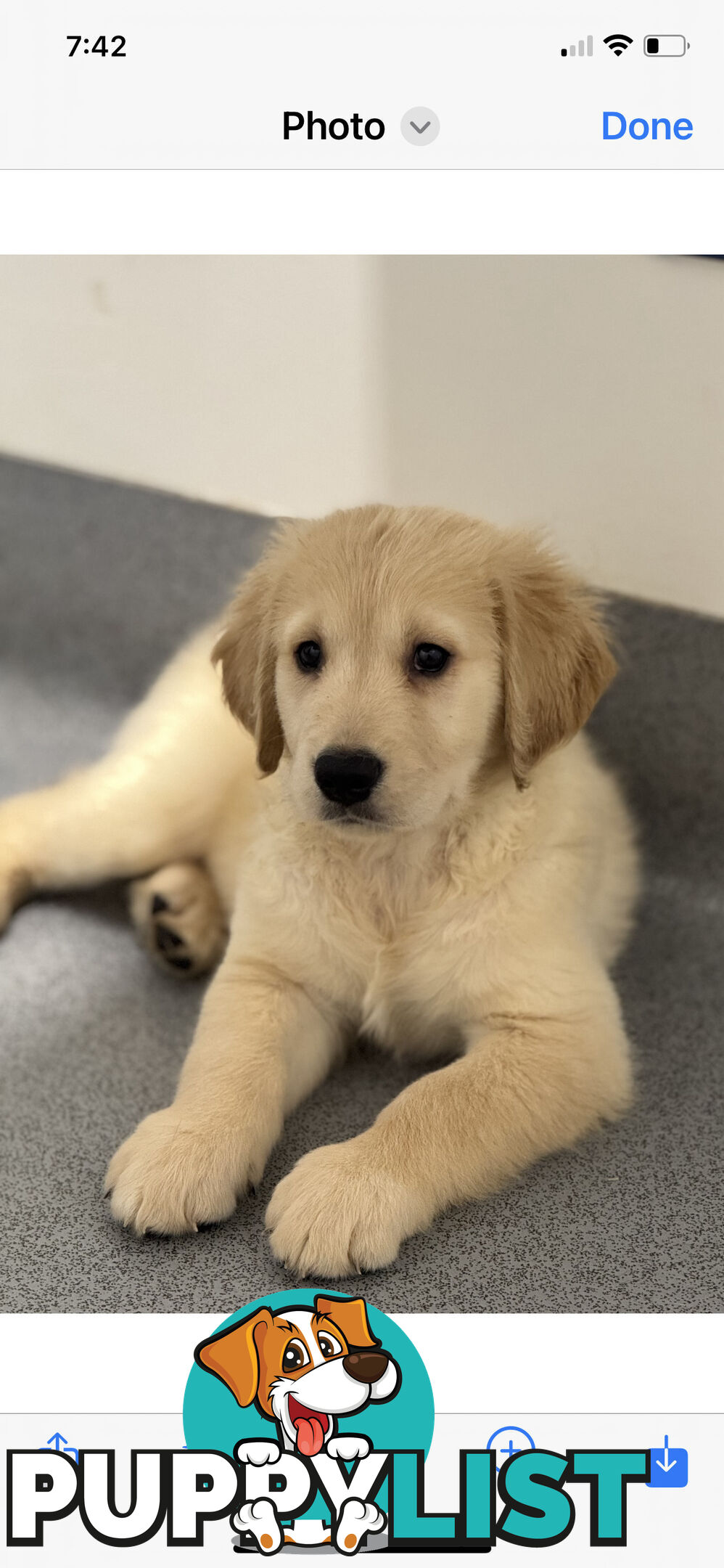 Purebred golden retriever puppies!