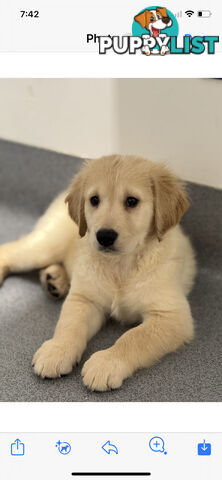 Purebred golden retriever puppies!