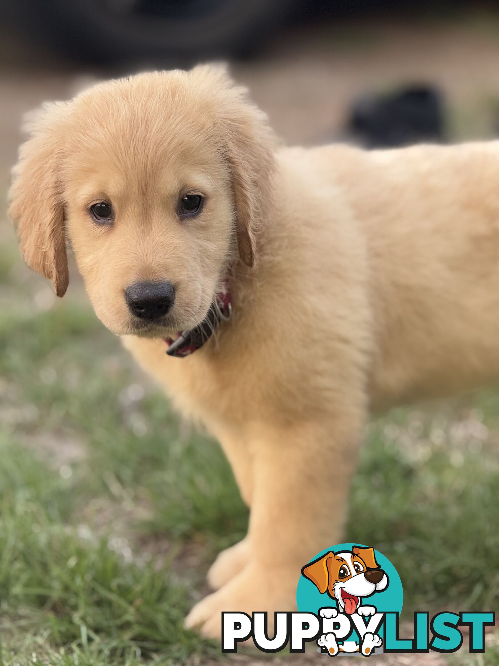 Purebred golden retriever puppies!