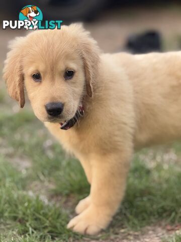 Purebred golden retriever puppies!