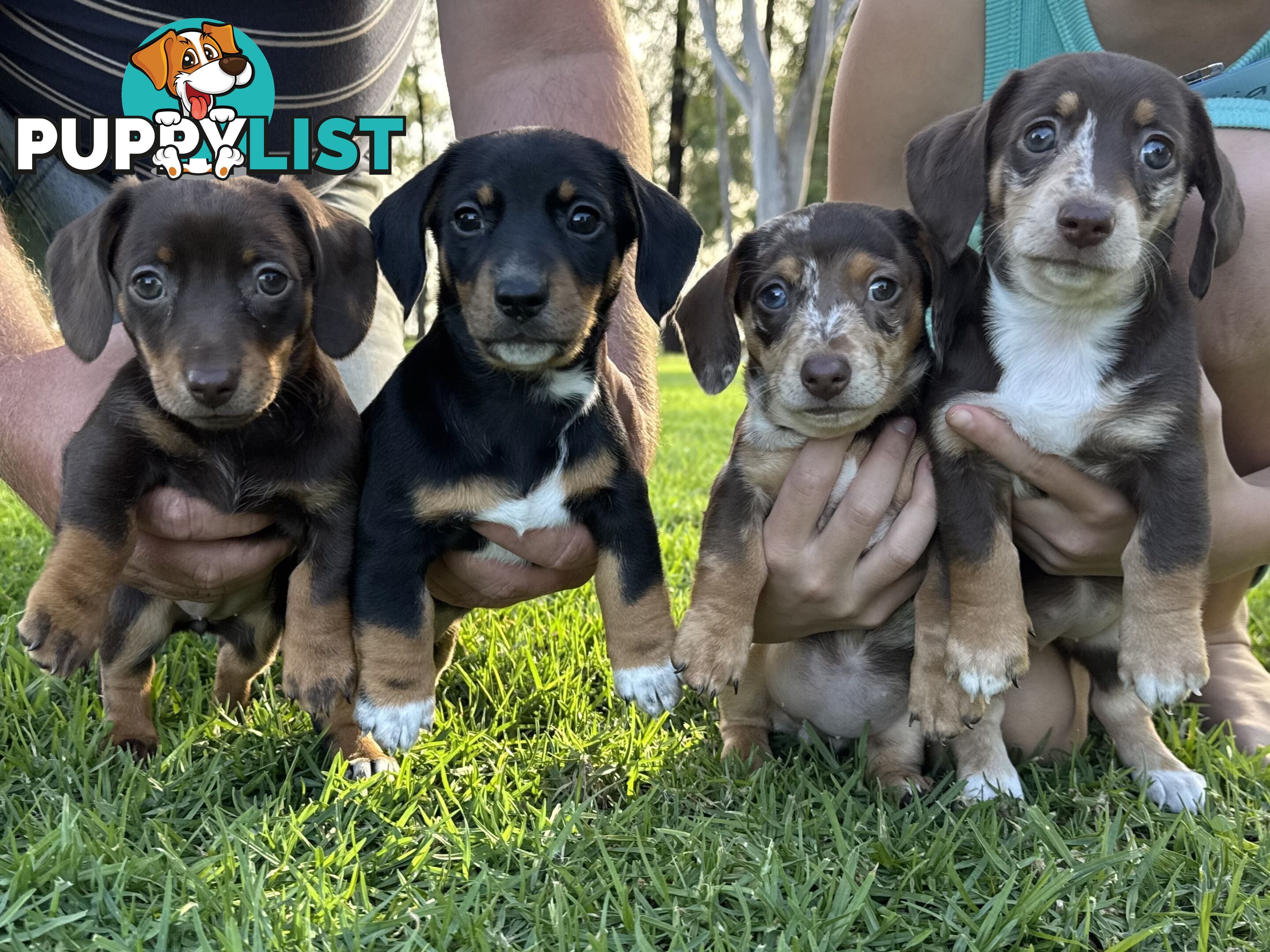 Mini sausage dog pups