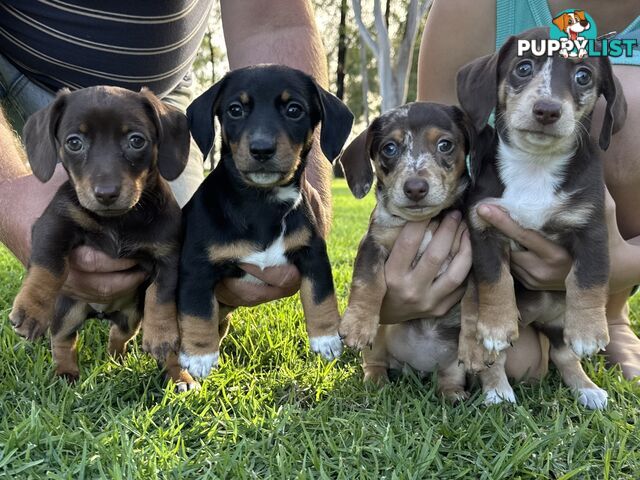Mini sausage dog pups