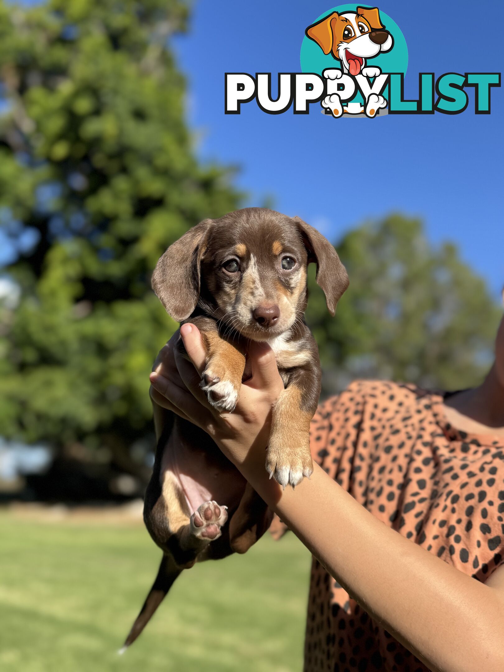 Mini sausage dog pups