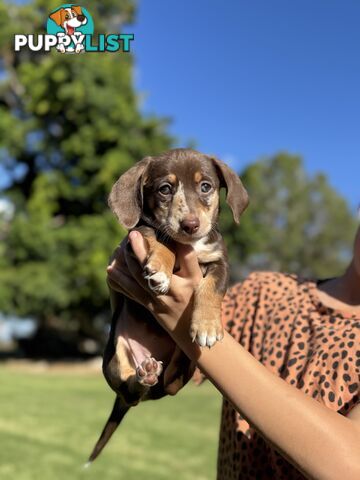Mini sausage dog pups