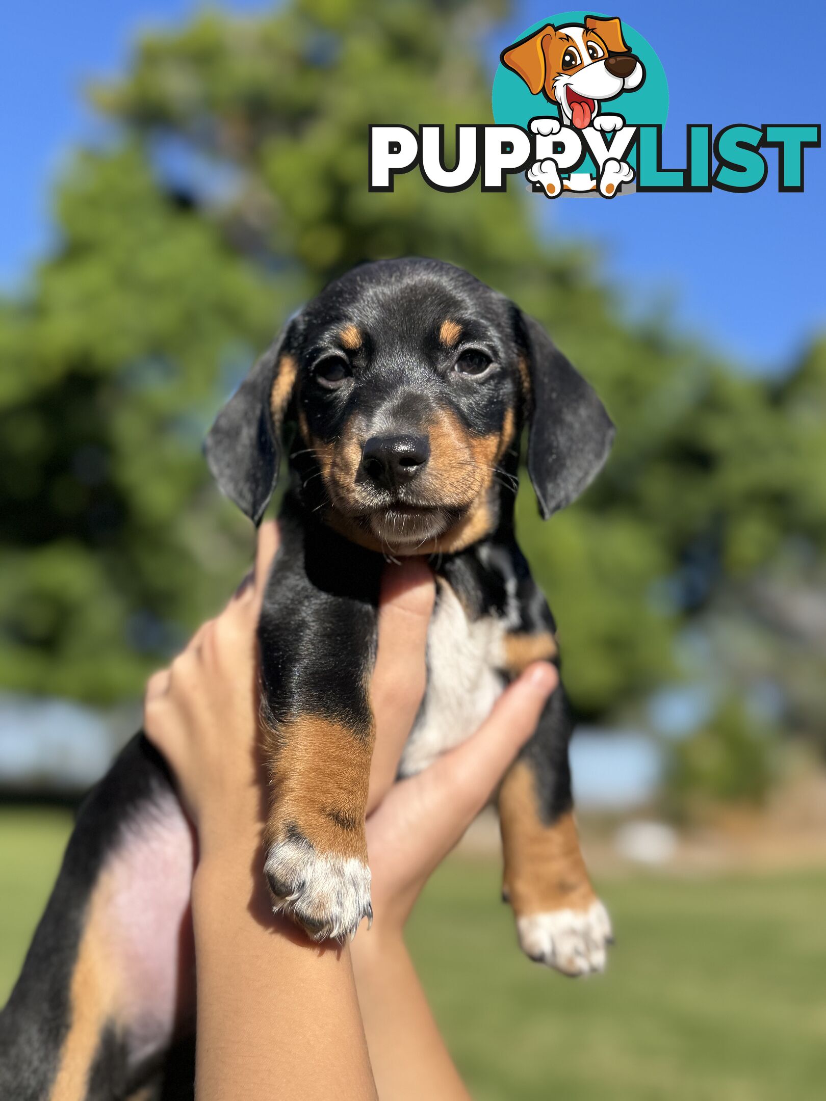 Mini sausage dog pups