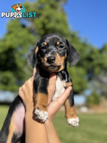 Mini sausage dog pups