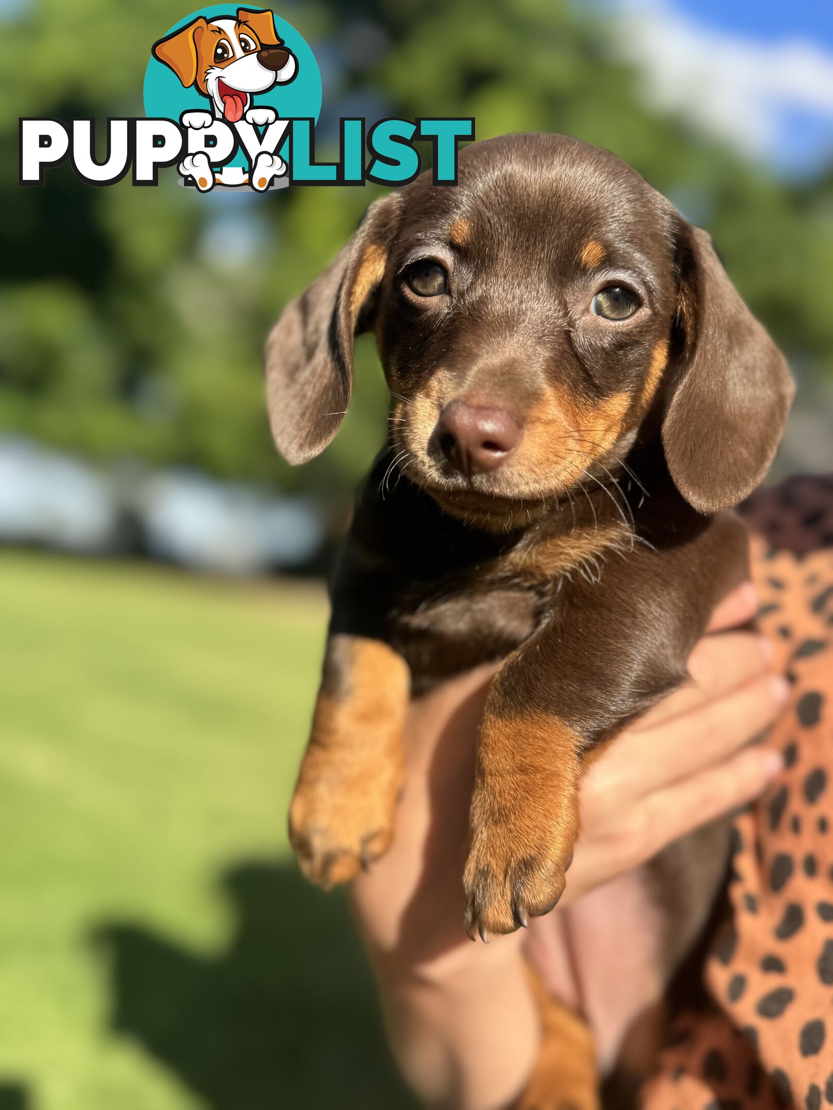 Mini sausage dog pups