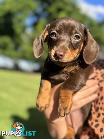 Mini sausage dog pups