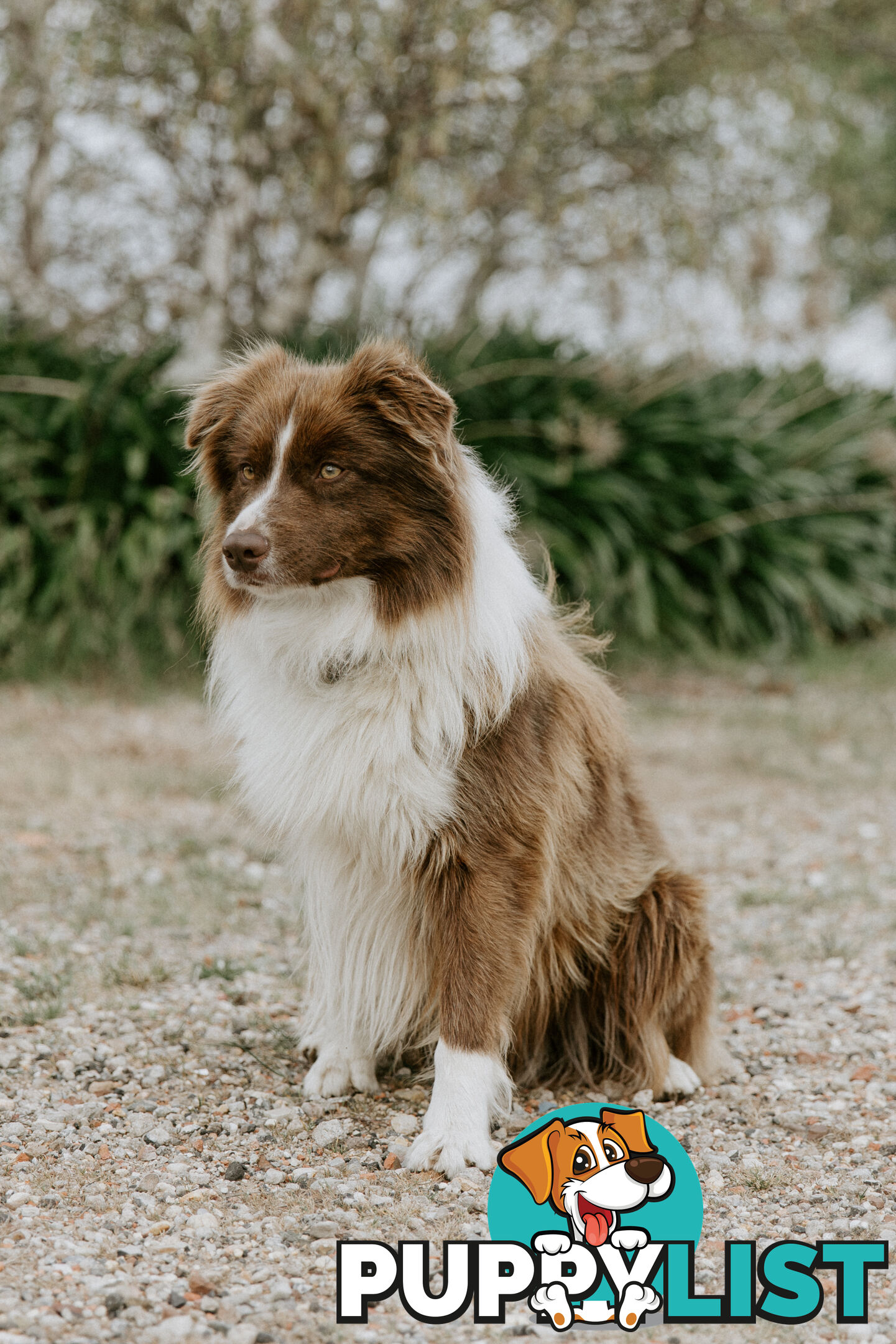 Beautiful Pure Bred Border Collie Puppies with Pedigree Papers