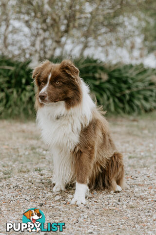 Beautiful Pure Bred Border Collie Puppies with Pedigree Papers