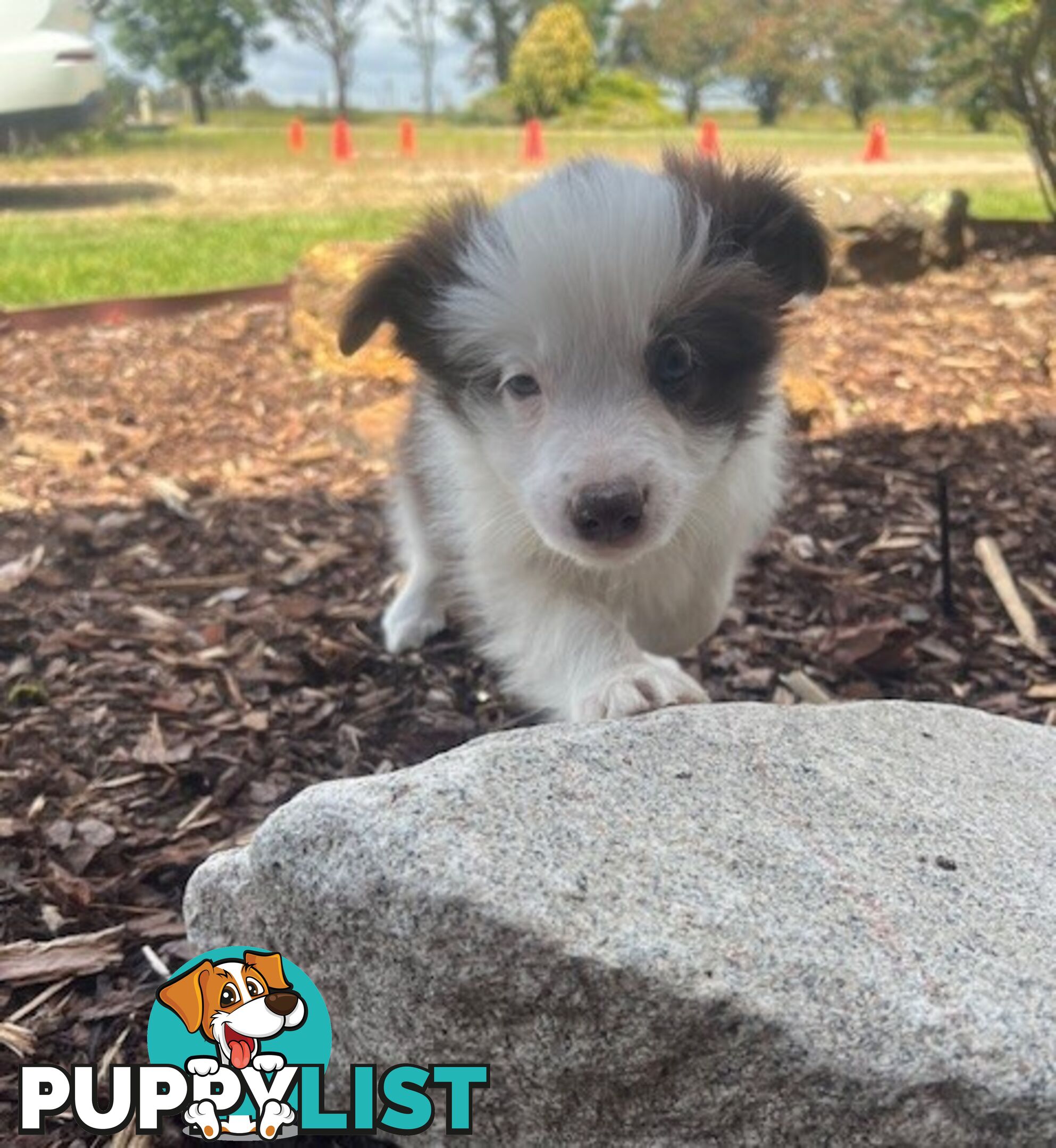 Beautiful Pure Bred Border Collie Puppies with Pedigree Papers