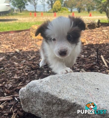 Beautiful Pure Bred Border Collie Puppies with Pedigree Papers