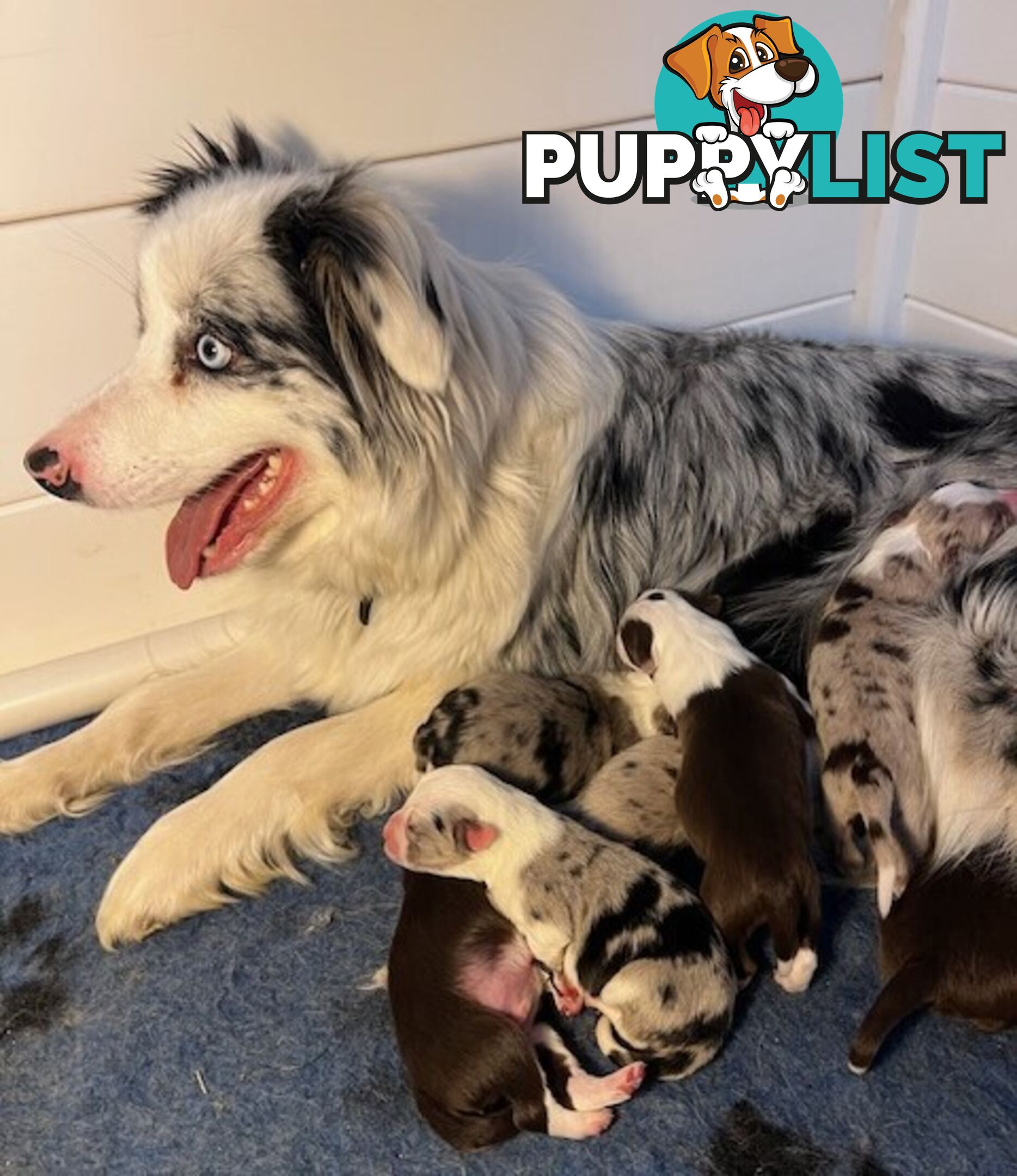 Beautiful Pure Bred Border Collie Puppies with Pedigree Papers