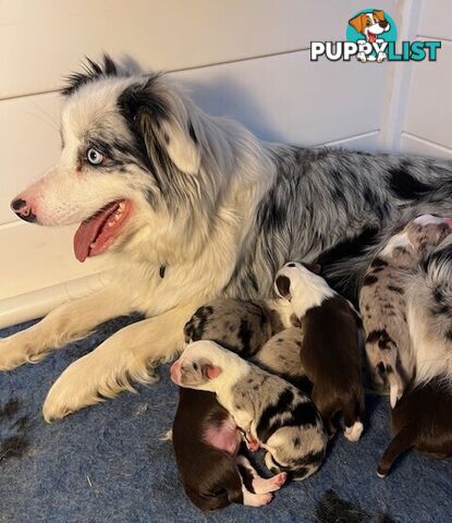 Beautiful Pure Bred Border Collie Puppies with Pedigree Papers