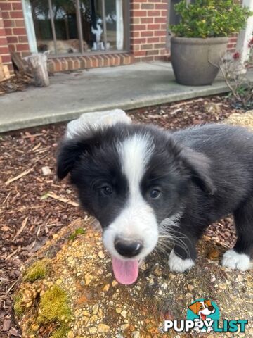 Beautiful Pure Bred Border Collie Puppies with Pedigree Papers