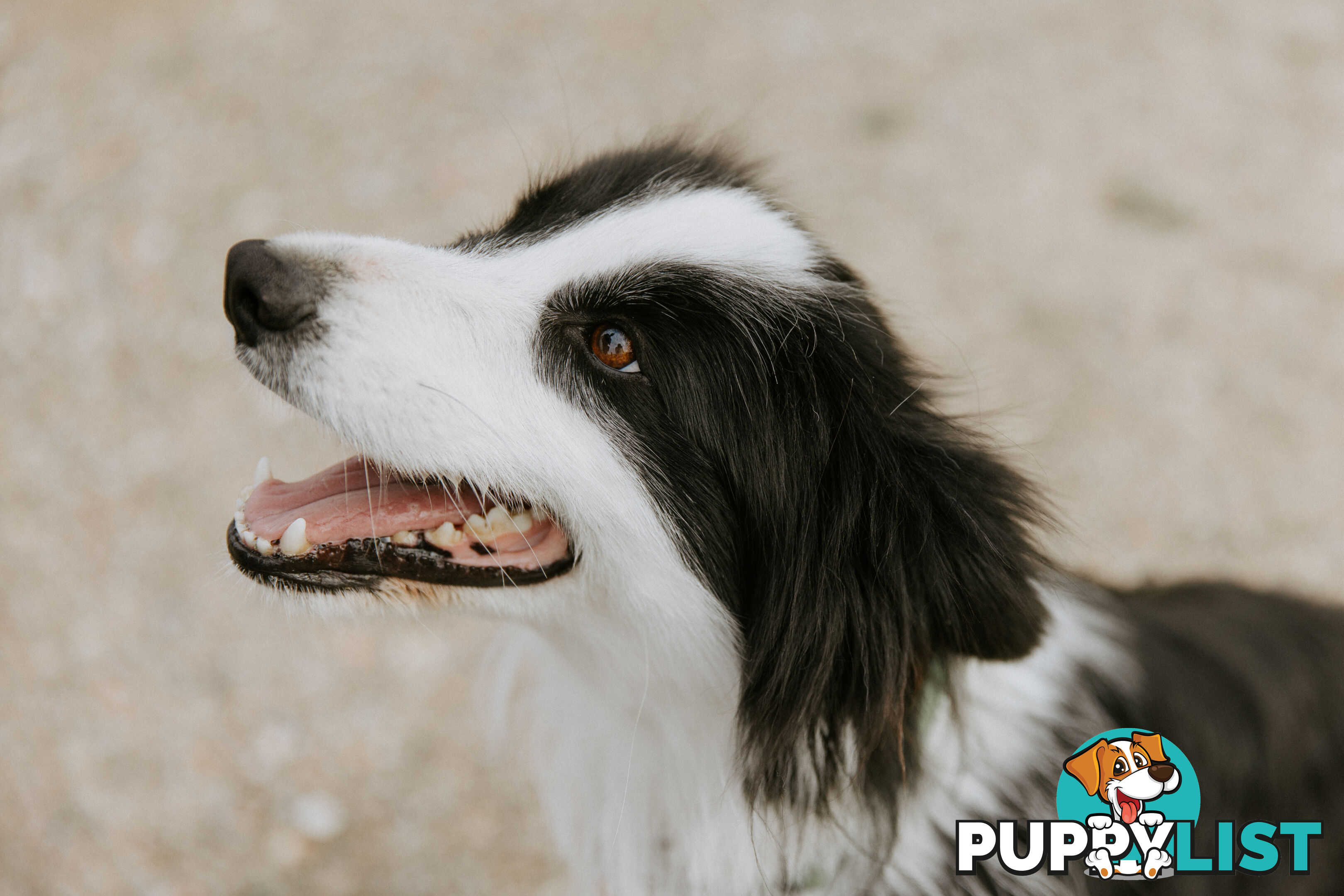 Beautiful Pure Bred Border Collie Puppies with Pedigree Papers