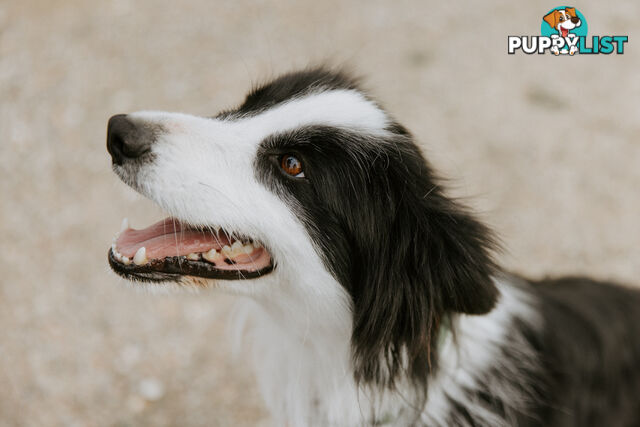 Beautiful Pure Bred Border Collie Puppies with Pedigree Papers