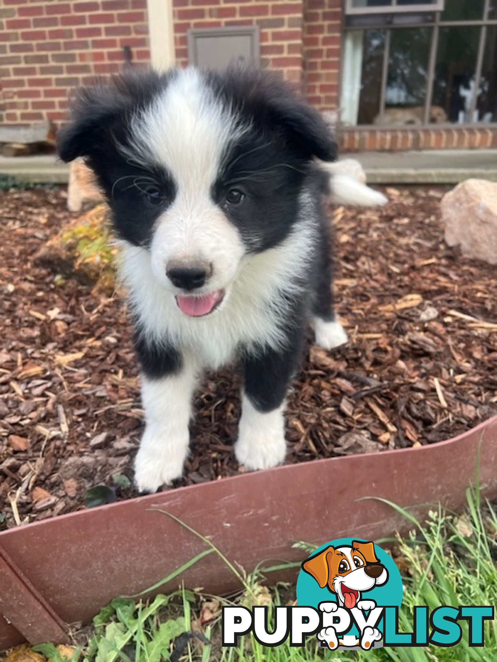 Beautiful Pure Bred Border Collie Puppies with Pedigree Papers