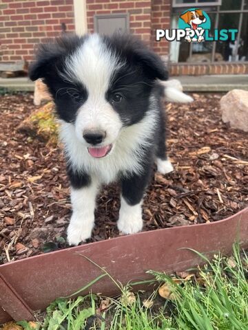 Beautiful Pure Bred Border Collie Puppies with Pedigree Papers