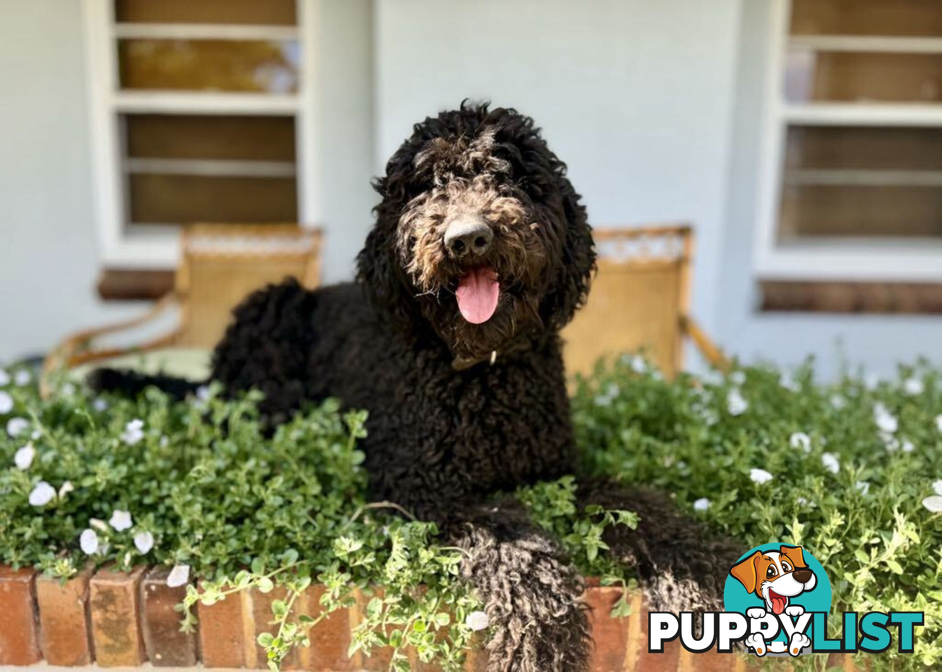 Gorgeous Groodle Puppies - From $1500