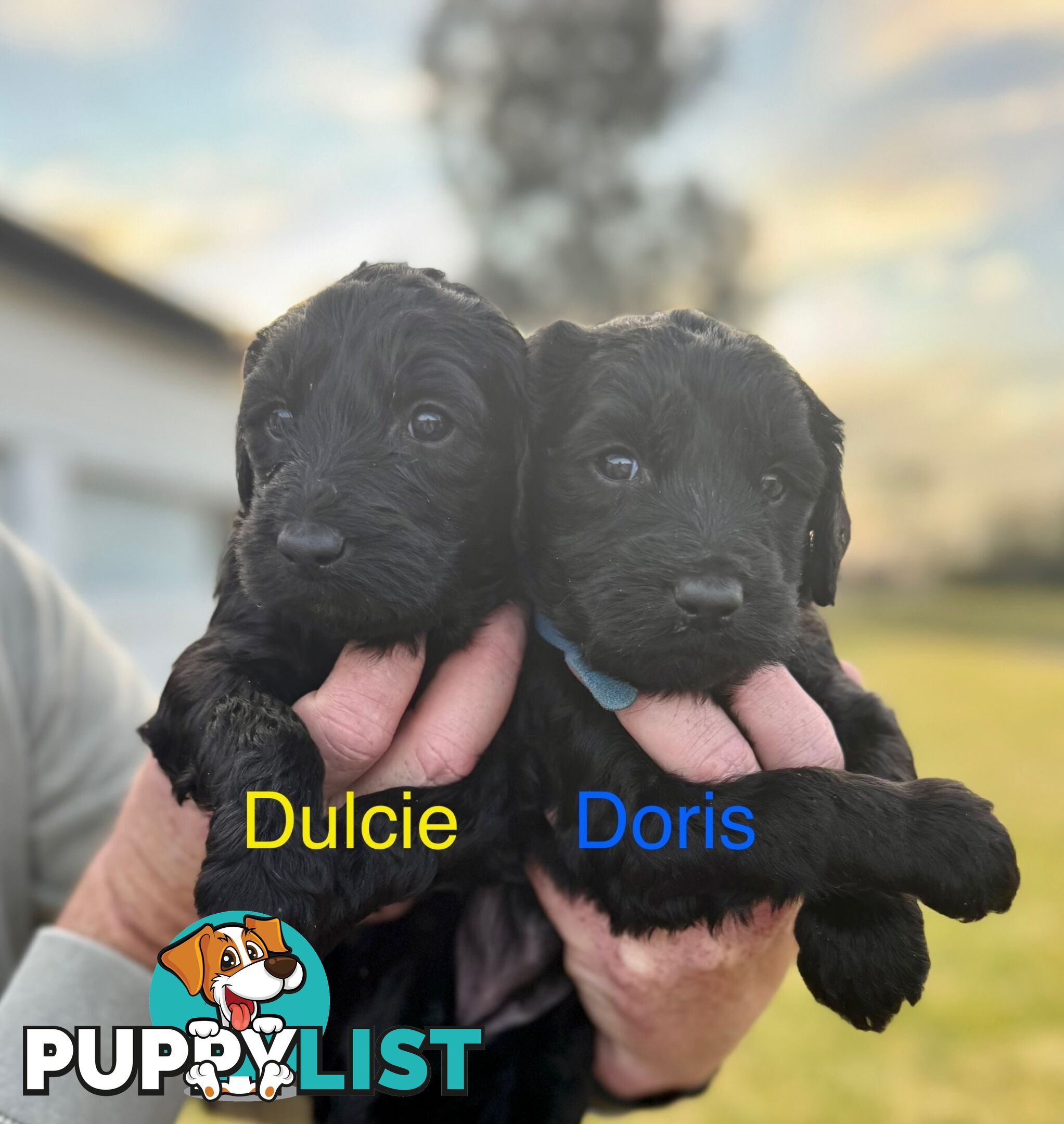 Gorgeous Groodle Puppies - From $1500