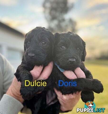 Groodle Puppies