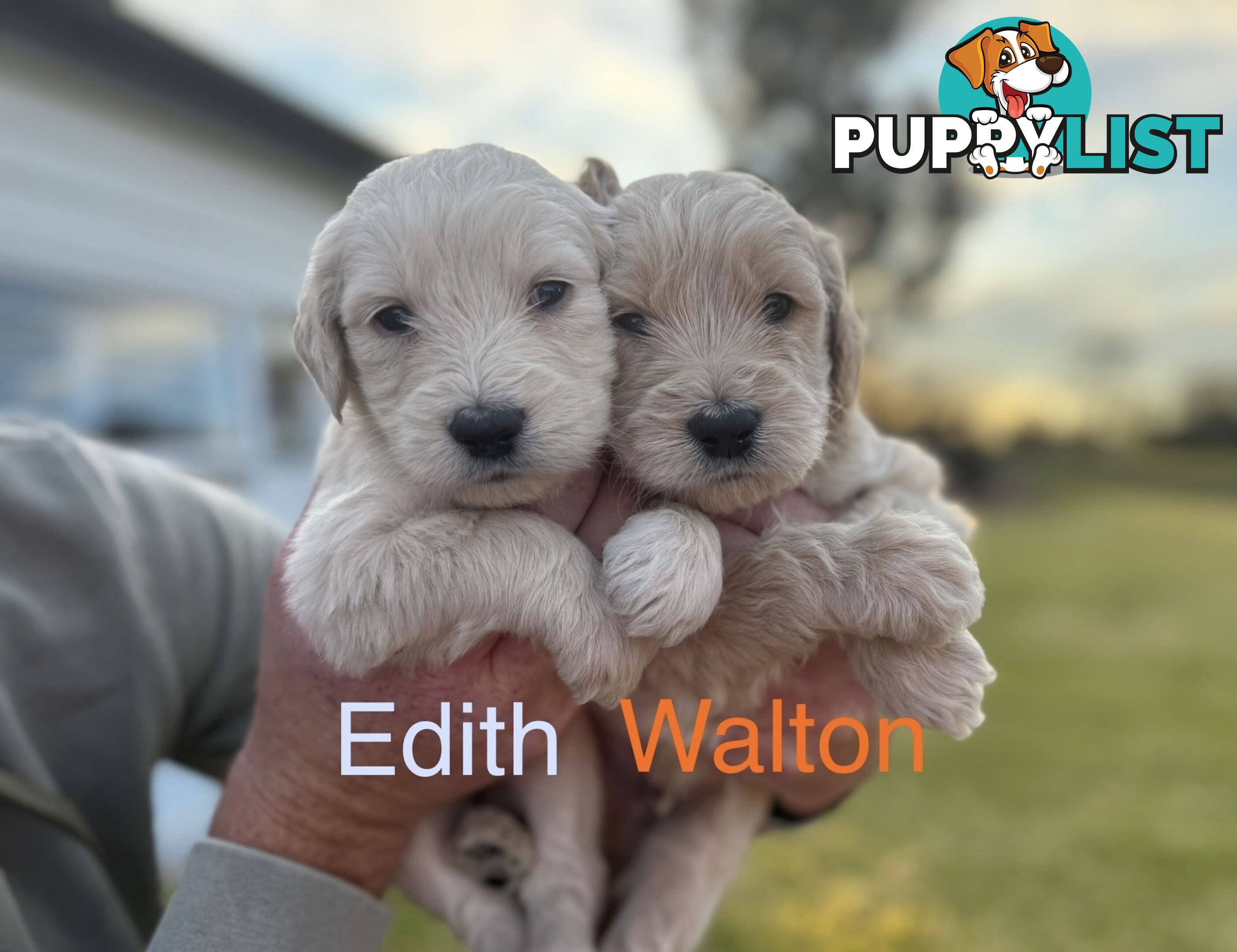 Gorgeous Groodle Puppies - From $1500