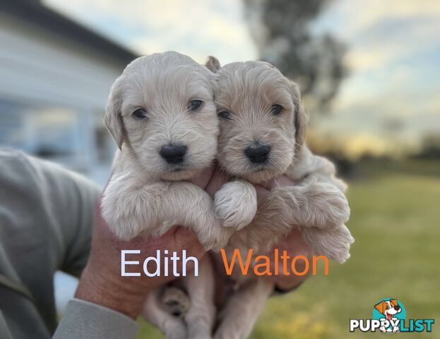 Groodle Puppies