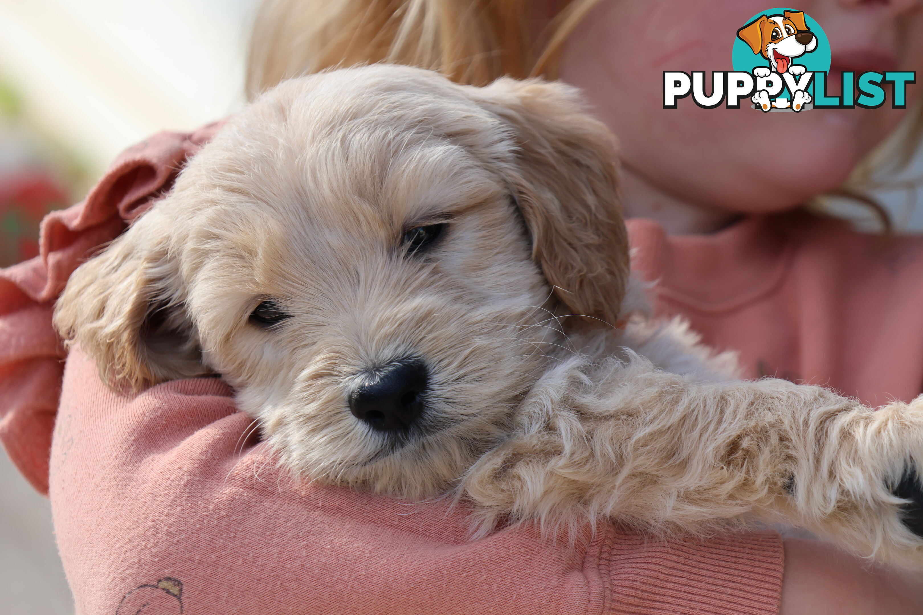 Gorgeous Groodle Puppies - From $1500